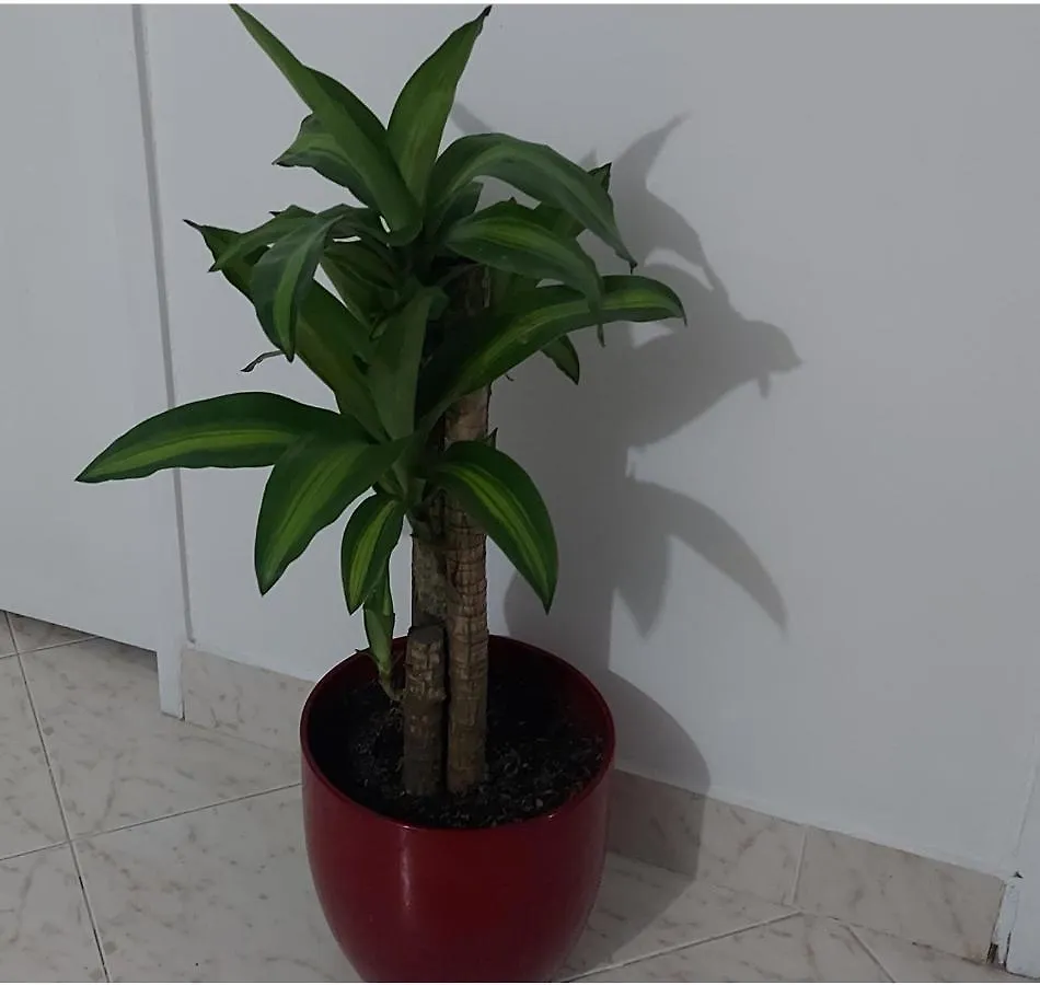 Sirius Coliving 홈스테이
